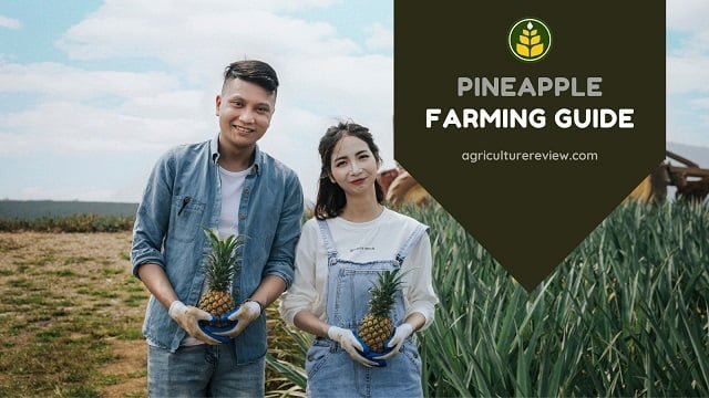 pineapple farming, cultivation