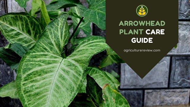 Arrowhead Plant Care: How To Grow And Care Arrowhead Plant