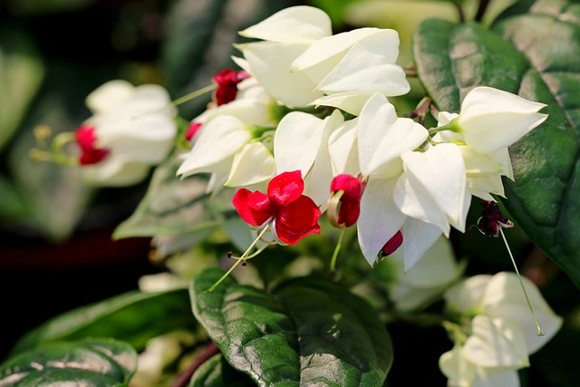 bleeding heart vine