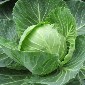 cabbage-seeds-for-gardening