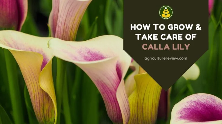 How To Grow & Take Care Of Calla Lily