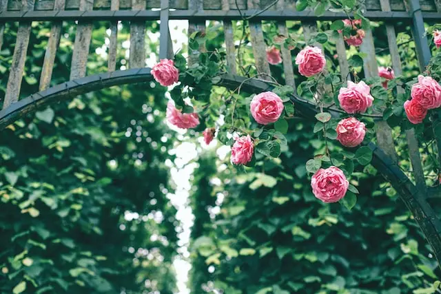 climbing-rose