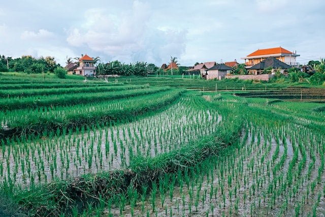 controlled flooded irrigation