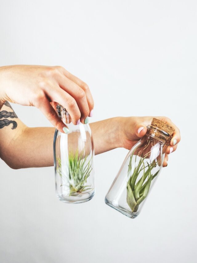 How To Care For Air Plants!