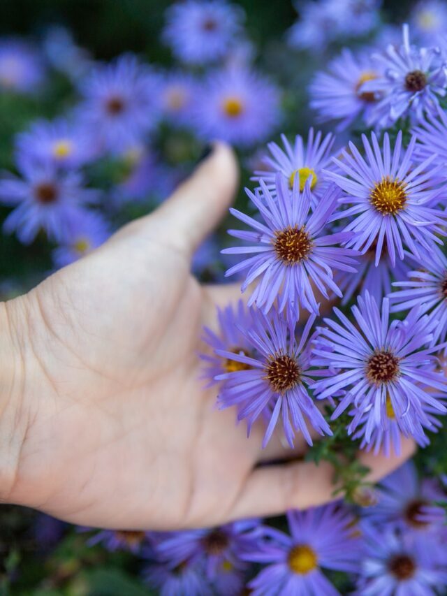 How To Grow & Care For Aster Flower