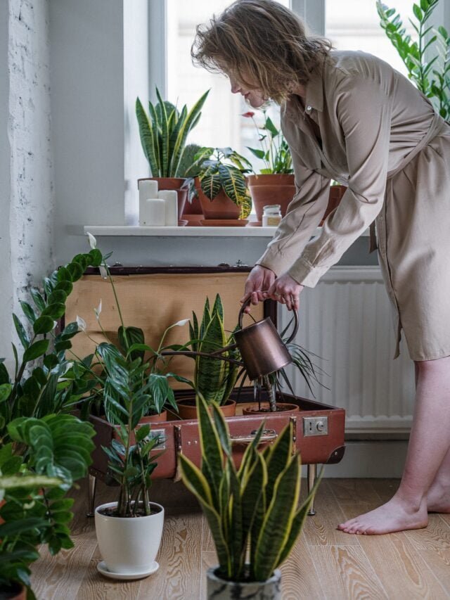 Best Indoor Plants For Low Light!