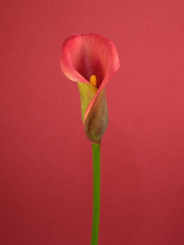 Calla Lily: How To Grow & Care!