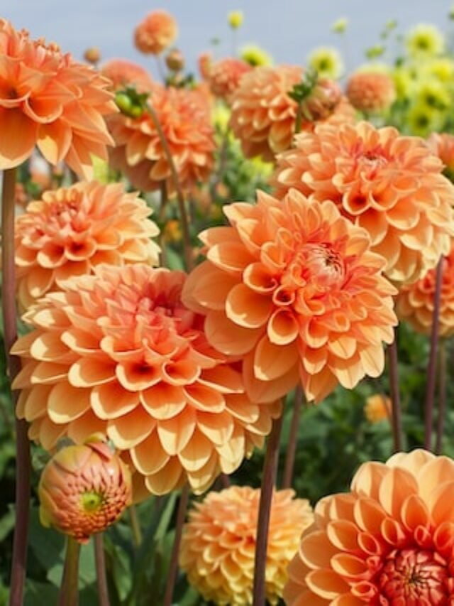 How To Plant & Care For Dahlia?