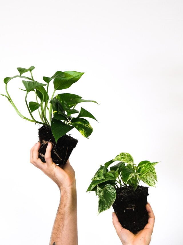 Devil’s Ivy: How To Grow & Care