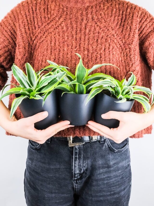 Dracaena fragrans: How To Grow & Care