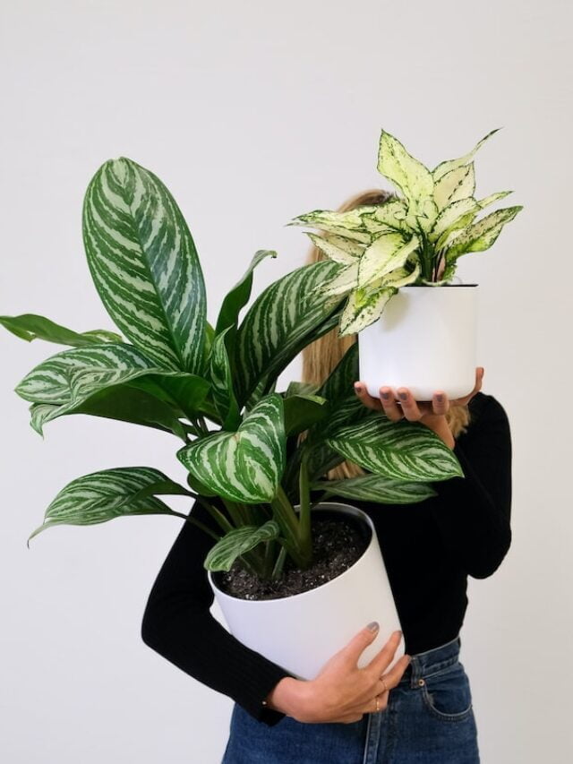 Easiest Houseplants To Keep Alive!