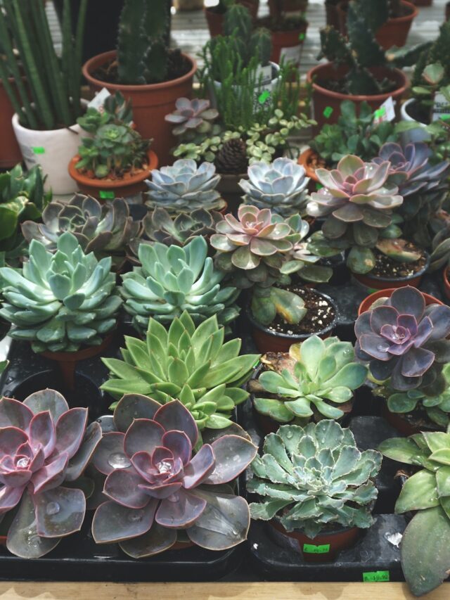 How To Grow & Care For Echeveria