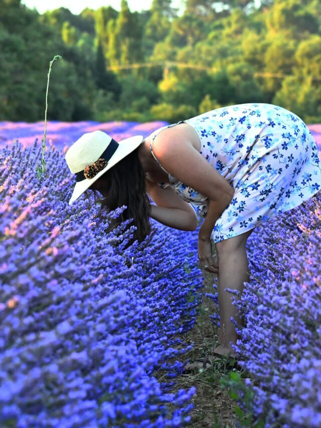 Earn Profit By Practicing Lavender Farming!