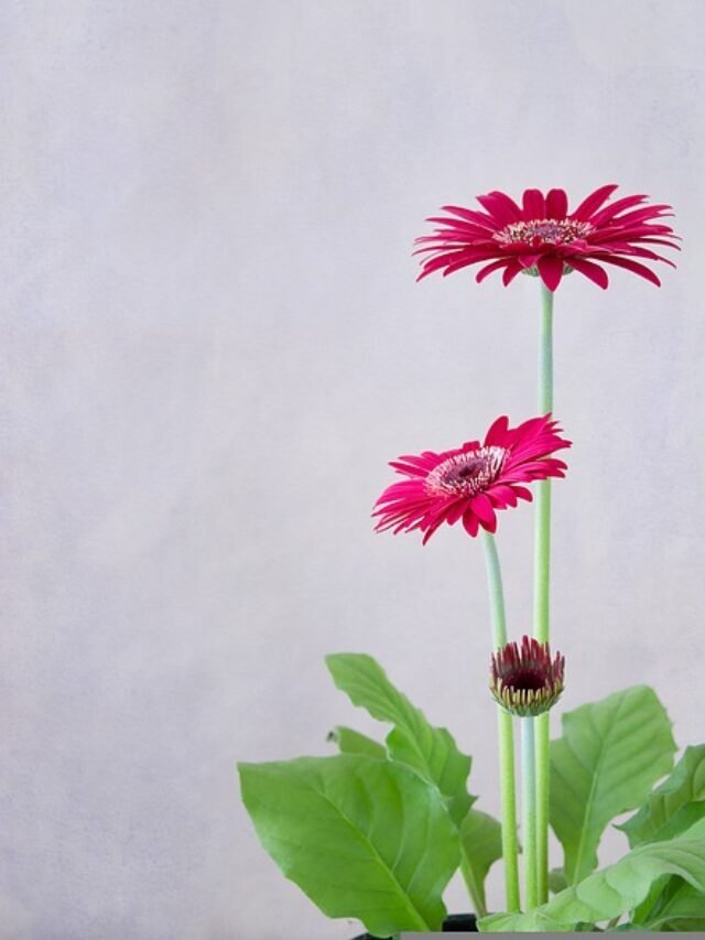 How To Care For Gerbera Daisy?