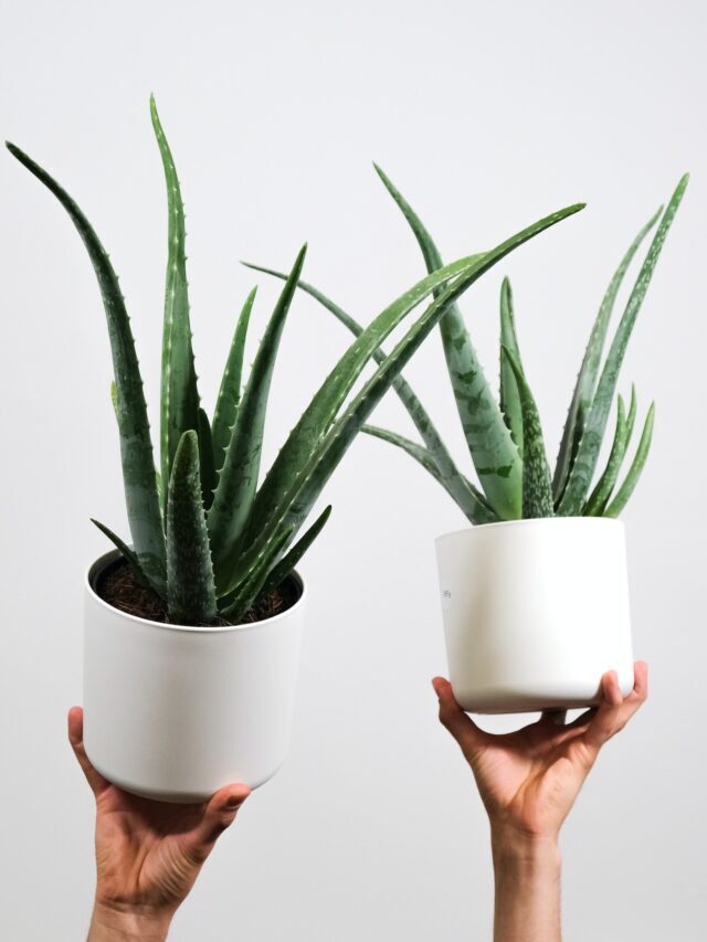 How To Grow & Care Aloe Vera!