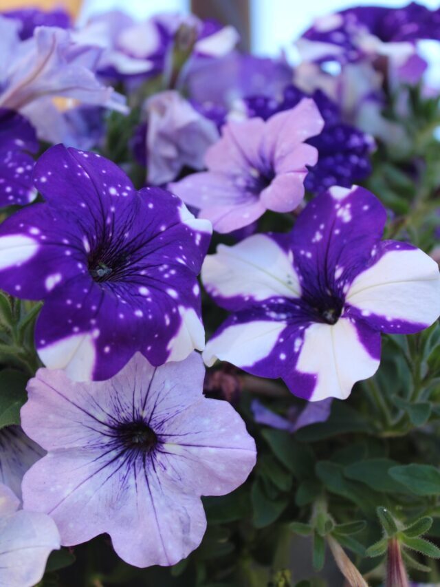 How To Grow & Care For Petunia?
