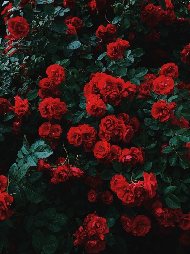 Rose Farming Business Guide For Success!