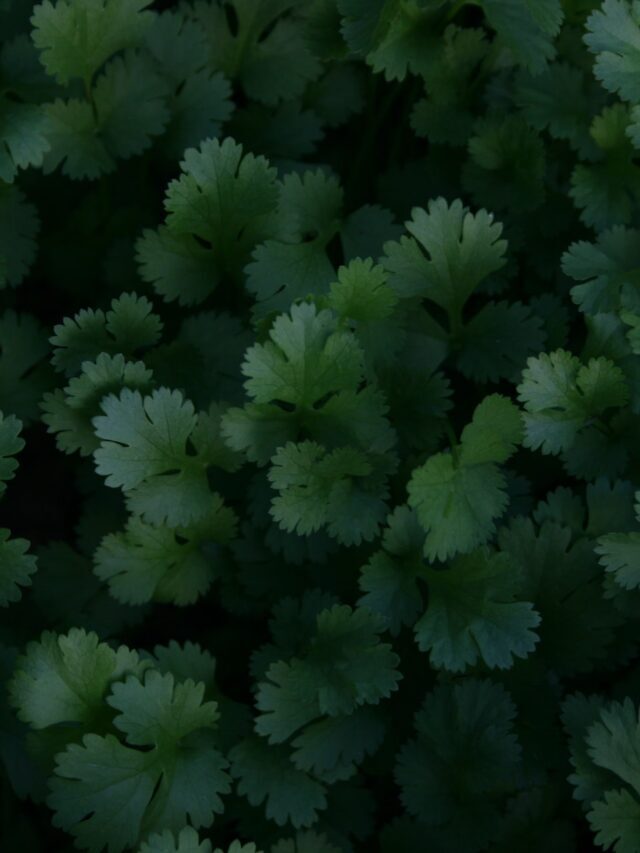 How To Grow Coriander At Home!