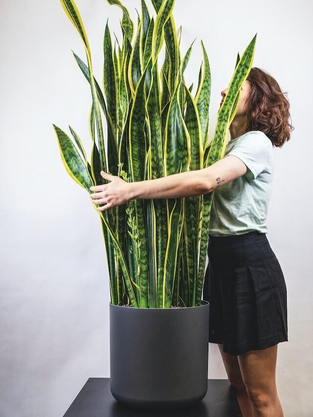 Indoor Plants That Purifies Air!