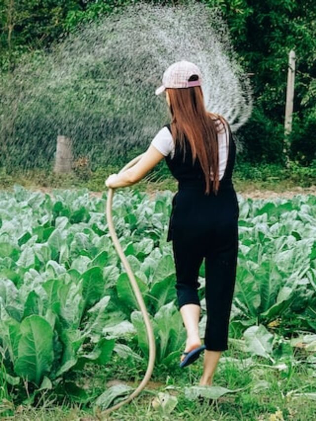 Irrigation Definition: Systems & Importance!