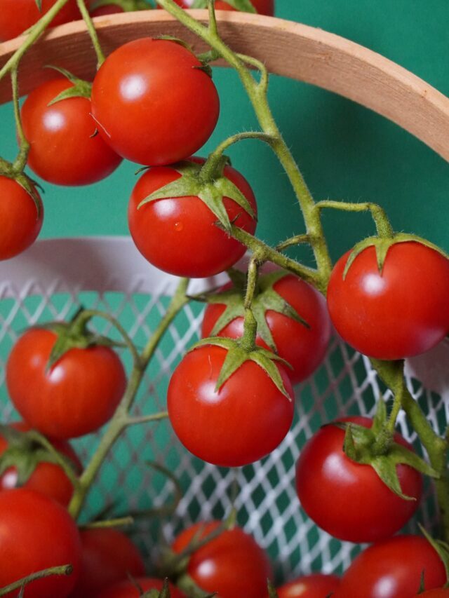 Is Tomato A Fruit Or Vegetable?
