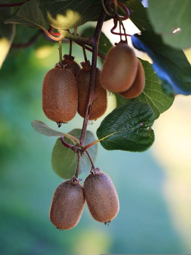 Where Are Kiwis Grown?