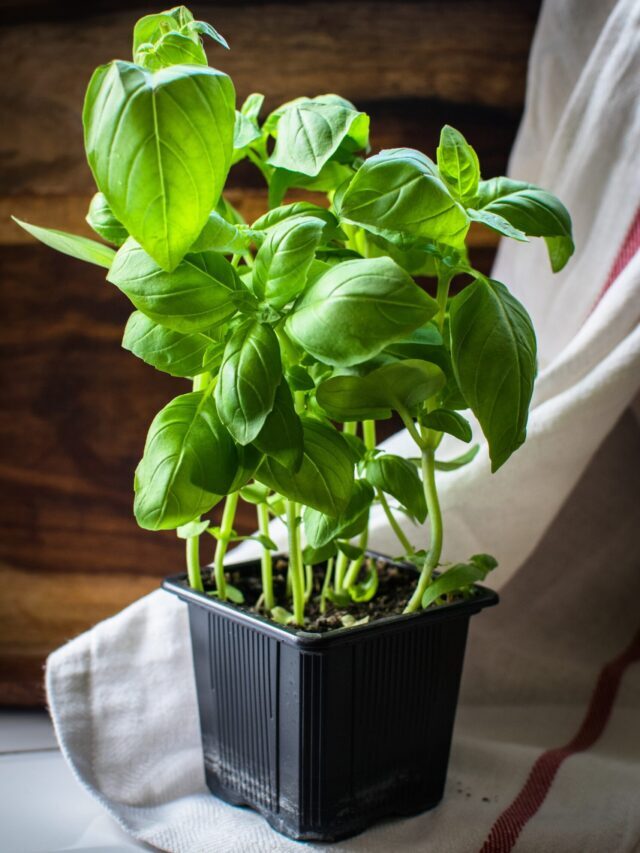 Top Medicinal Herbs To Grow!