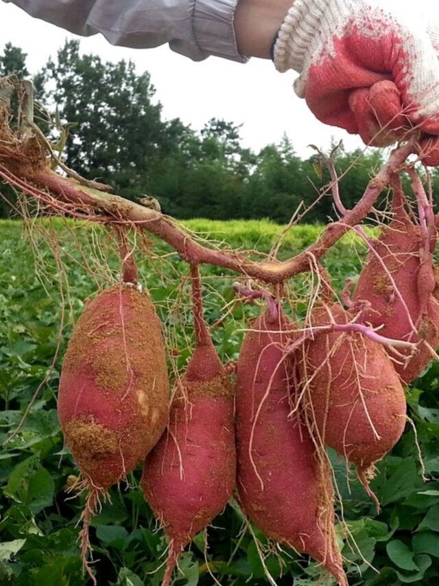 North Carolina State Vegetable: When & Why?