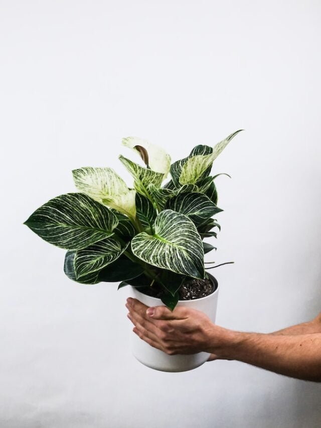 philodendron-birkin