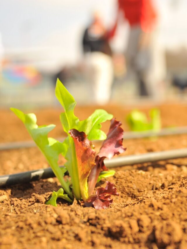 Regenerative Agriculture & Importance!