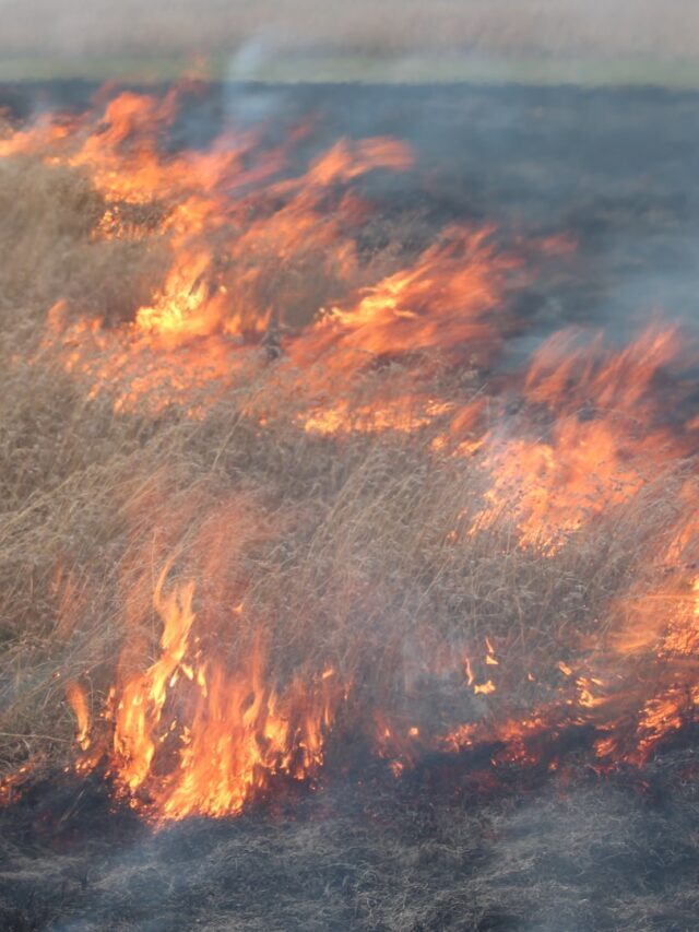 What Is Slash & Burn Farming?