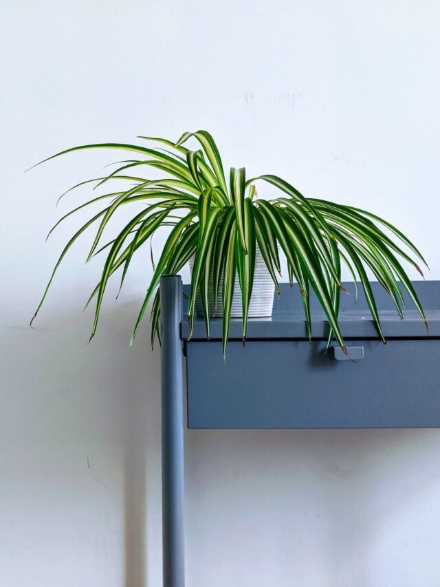 How To Grow & Care For Spider Plants!