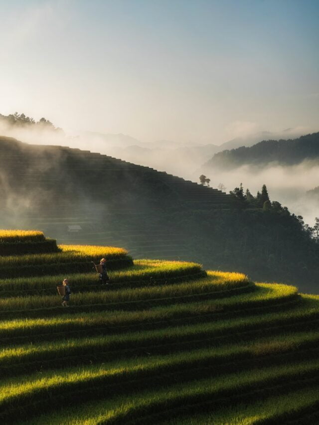 What Is Terrace Farming?