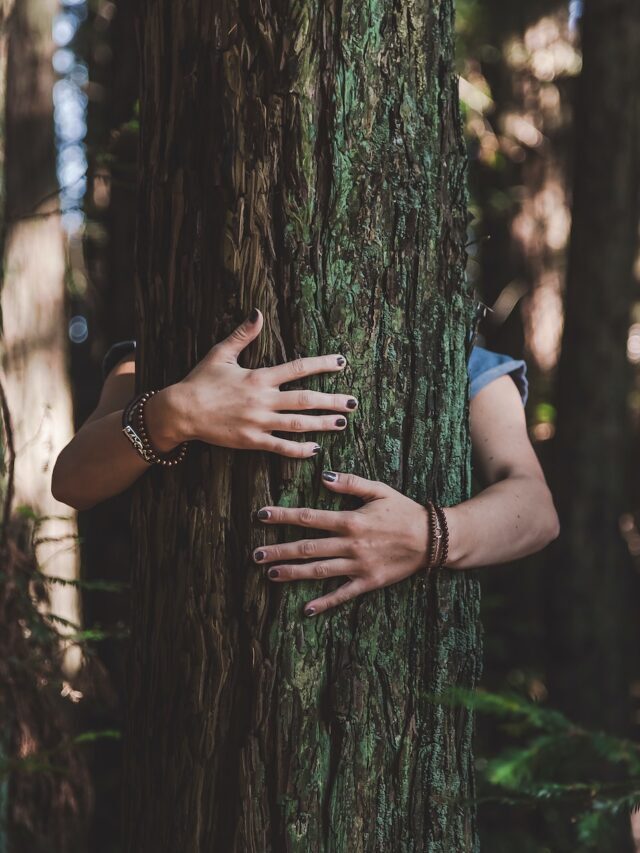 Trees Name In English With Pictures!