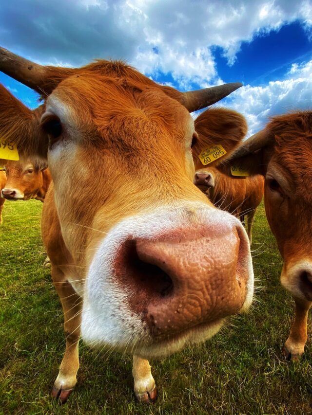 What Is Animal Husbandry?
