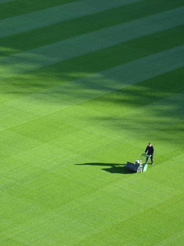 How & When To Plant Grass Seeds?