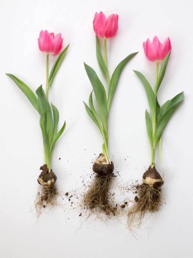 When To Plant & Care For Tulips