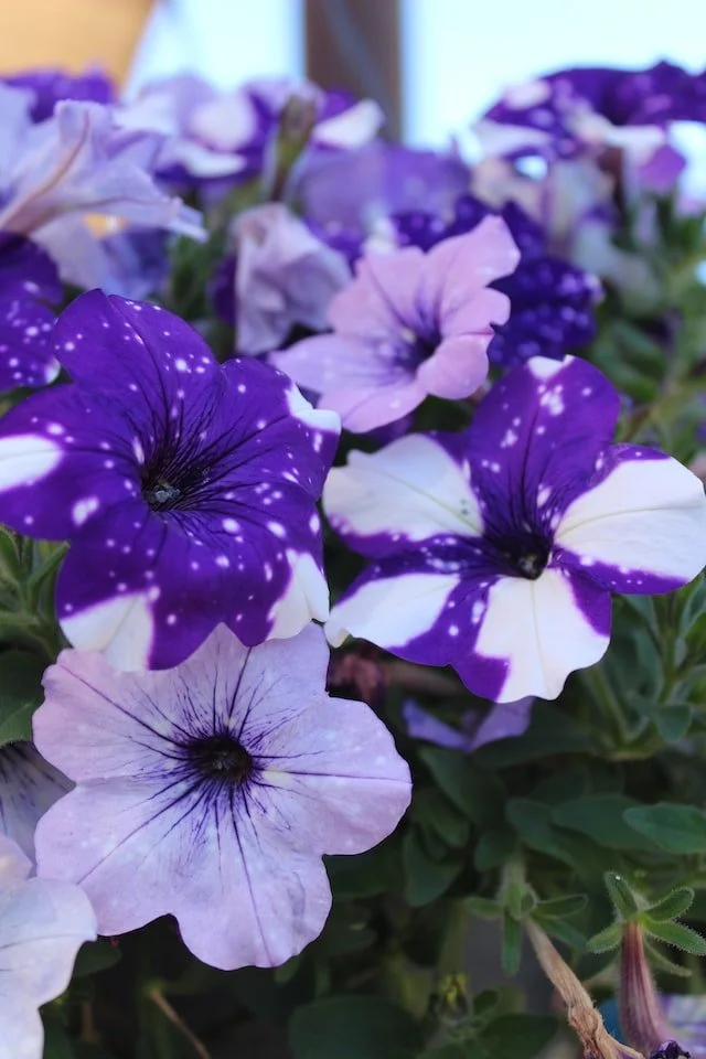 galaxy petunia