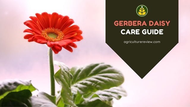 gerbera daisy care,