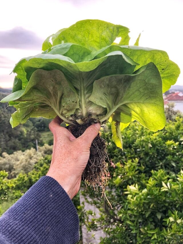 How To Grow Lettuce?