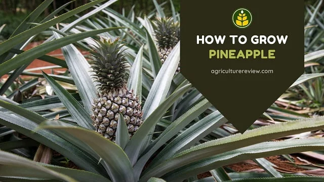 How To Grow Pineapple: Pineapple Plant Care & Gardening Advice