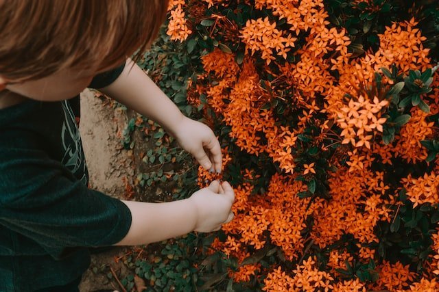 ixora plant