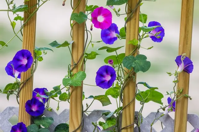 morning glory vine