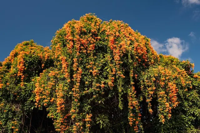 orange flame vine