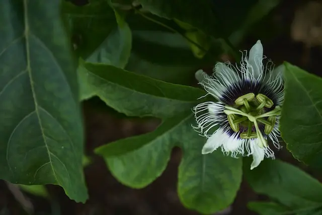 passion flower vine