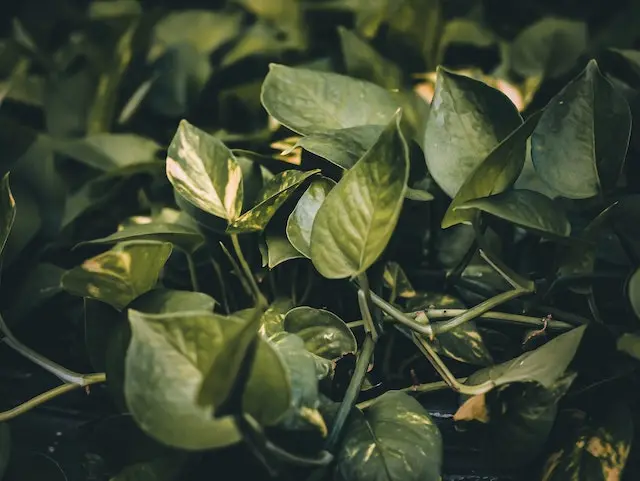 pothos plant