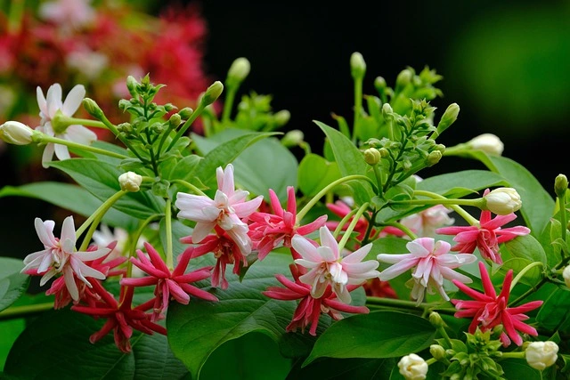 Creeper plants name in english and hindi with pictures @Rupinderkibaaten 