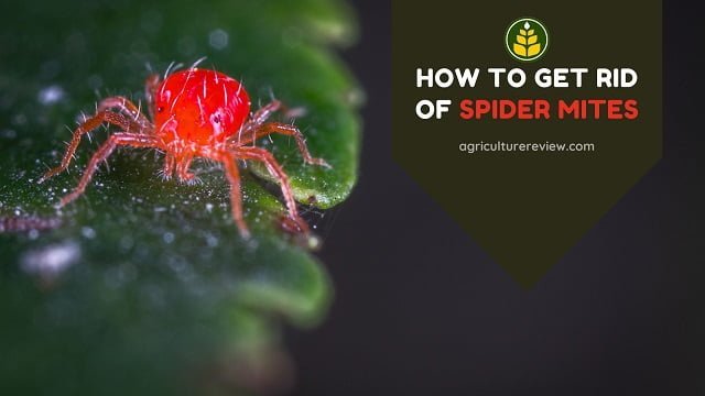 How To Get Rid Of Spider Mites: Best Methods