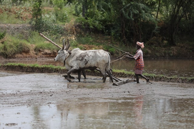 subsistence farmer,