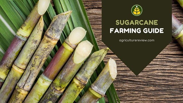 sugarcane farming, sugarcane cultivation